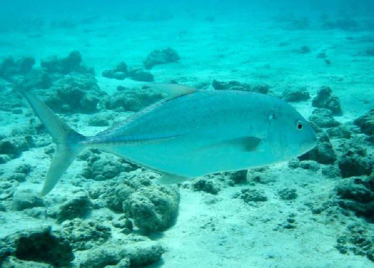 Знакомство с подводным миром: Подводная охота в тропических водах