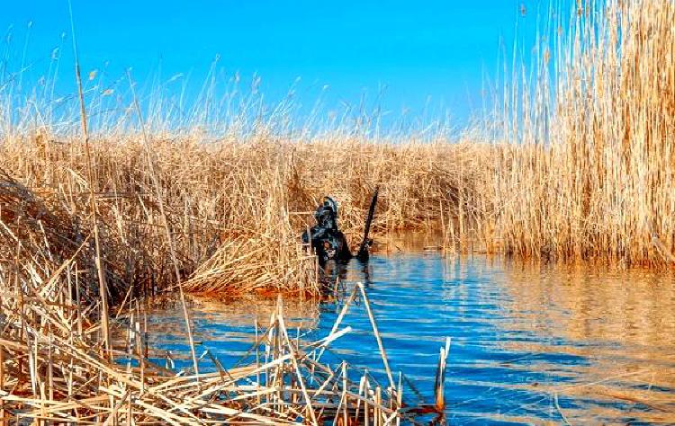 Этикет подводной охоты: взаимодействие с морскими обитателями