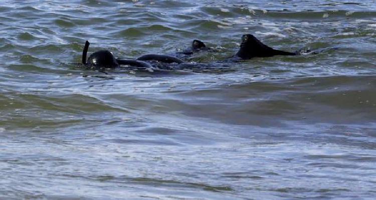 Наука о продвинутой подводной охоте: Понимание поведения добычи