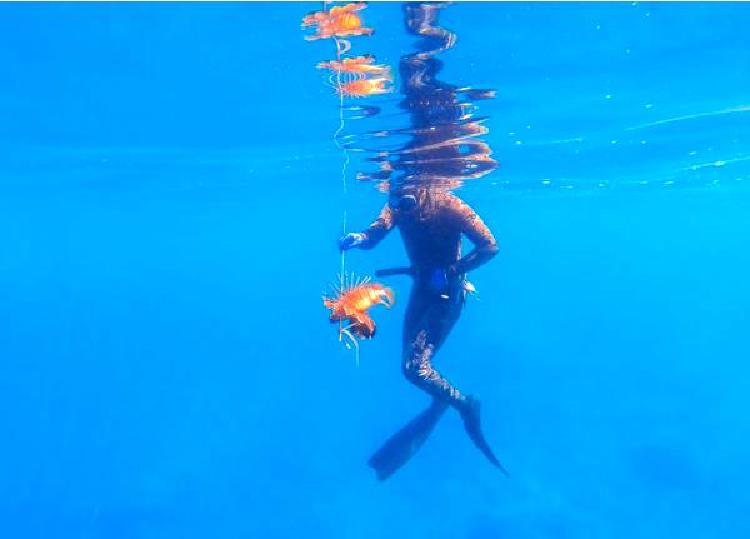 Подводная охота и фотосъемка под водой: Запечатление охоты